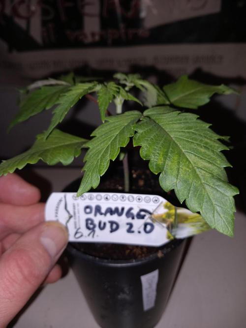 Orange Bud 2.0 Dutch Passion. Week 3