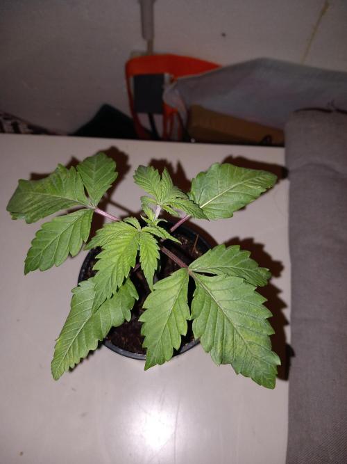 Orange Bud 2.0 Dutch Passion. Week 3