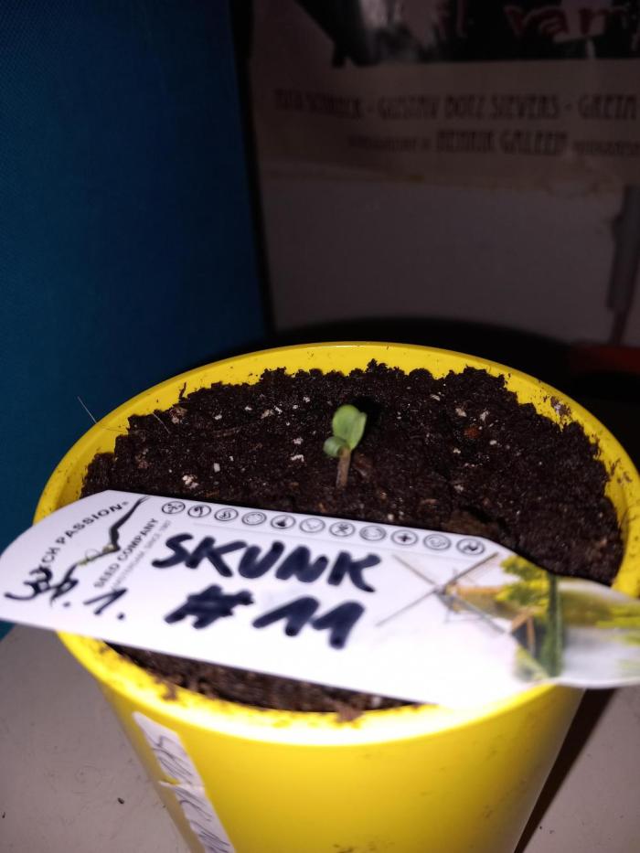 Skunk#11 Dutch Passion. Week 0