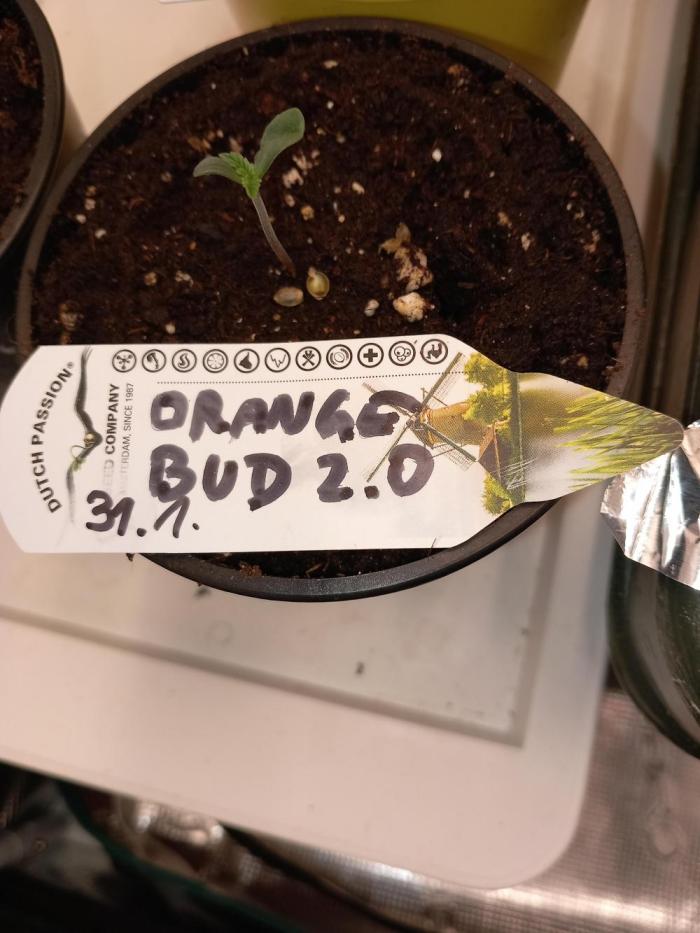 Orange Bud 2.0 Dutch Passion. Week 0