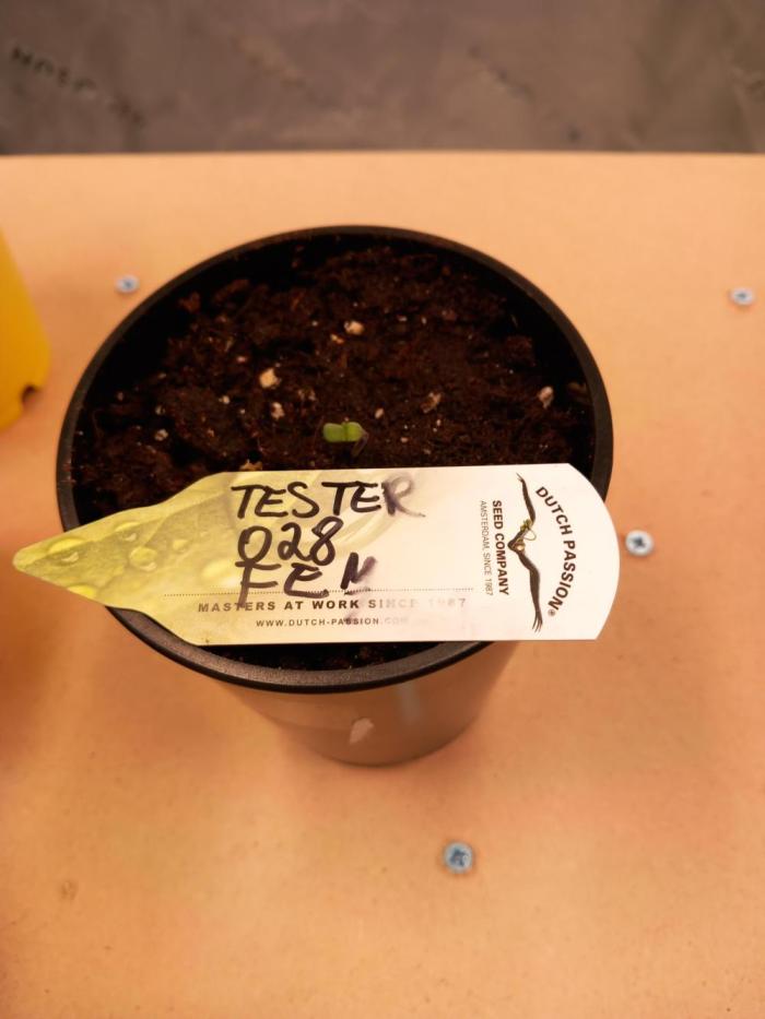 Tester F028 Dutch Passion. Week 0