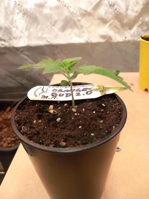 Orange Bud 2.0 Dutch Passion. Week 1