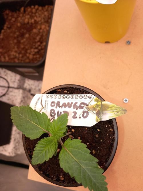 Orange Bud 2.0 Dutch Passion. Week 1