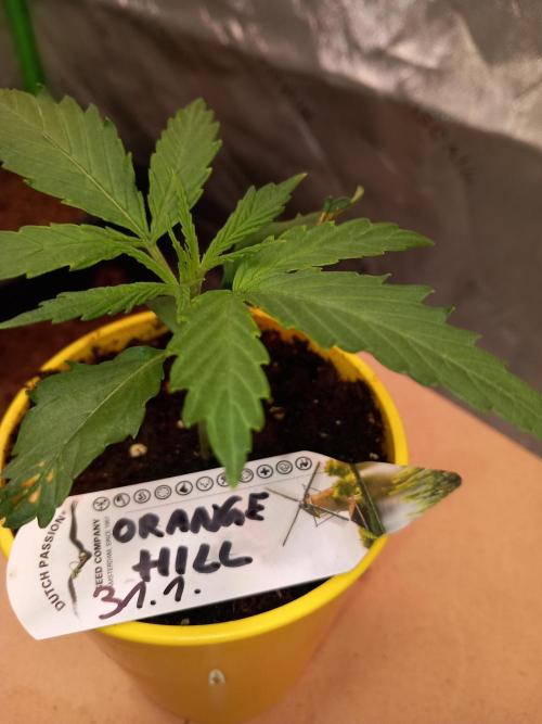 Orange Hill Special Dutch Passion. Week 1