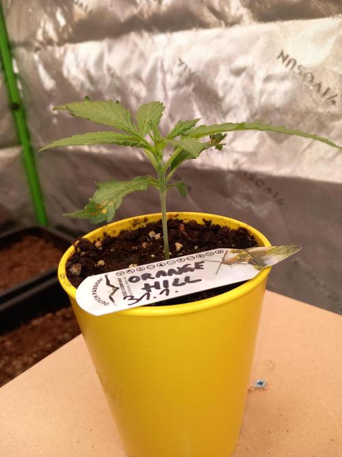 Orange Hill Special Dutch Passion. Week 1