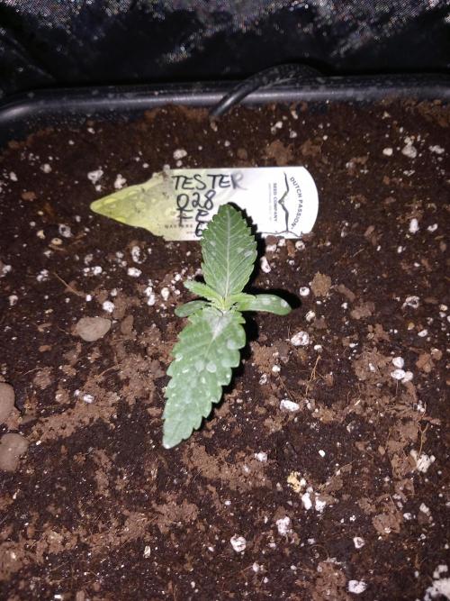 The Devil's Cookie One. Week 1 - That's Silicate on the leaves,  not mold ahaha 