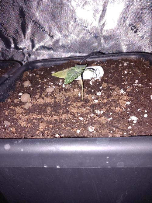 The Devil's Cookie One. Week 1