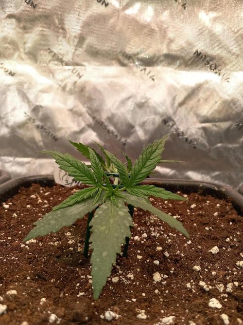 Orange Hill Special Dutch Passion. Week 2