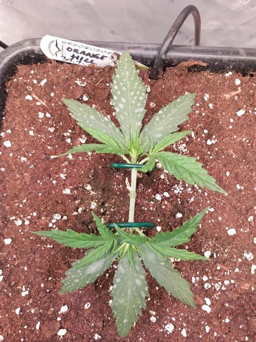 Orange Hill Special Dutch Passion. Week 2