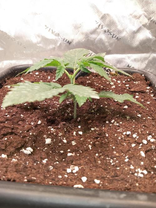 Orange Bud 2.0 Dutch Passion. Week 2