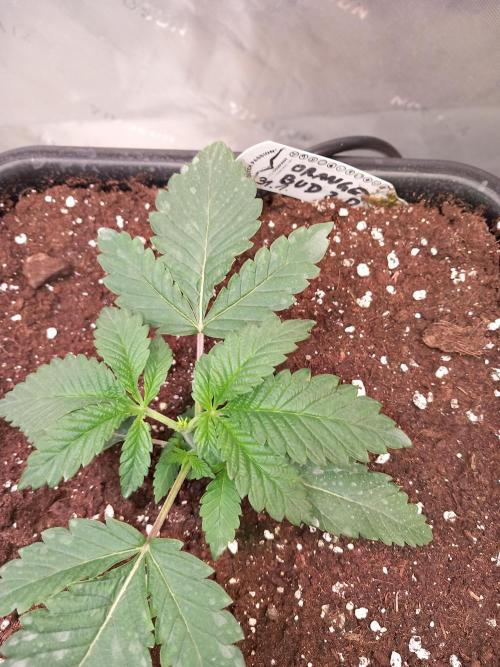 Orange Bud 2.0 Dutch Passion. Week 2