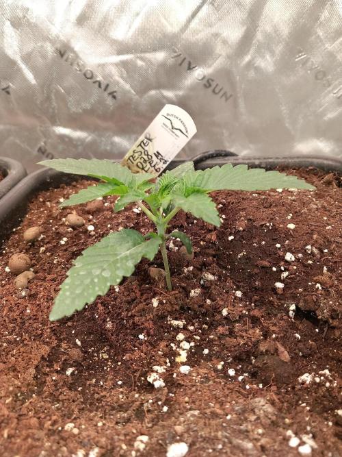 The Devil's Cookie One. Week 2