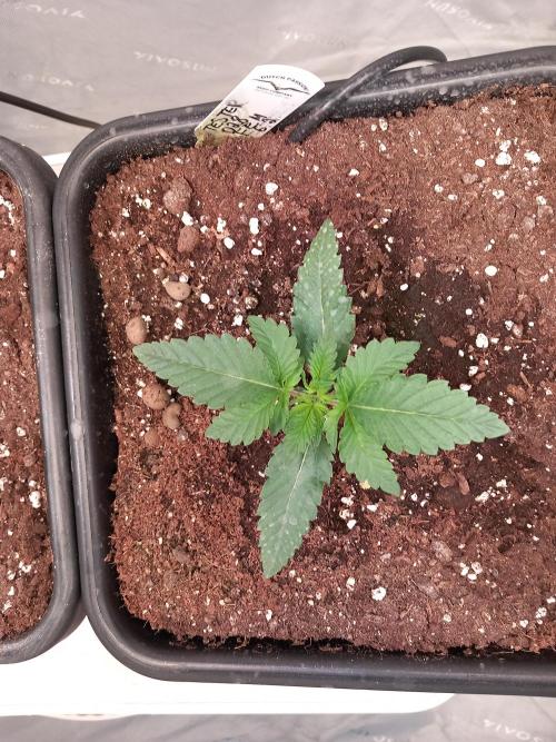 The Devil's Cookie One. Week 2