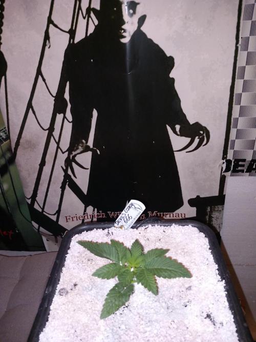 The Devil's Cookie One. Week 2