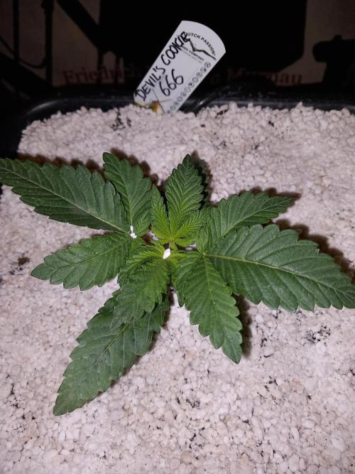 The Devil's Cookie One. Week 2 - Styling Update