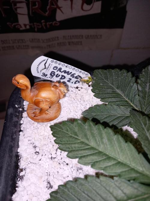 Orange Bud 2.0 Dutch Passion. Week 2
