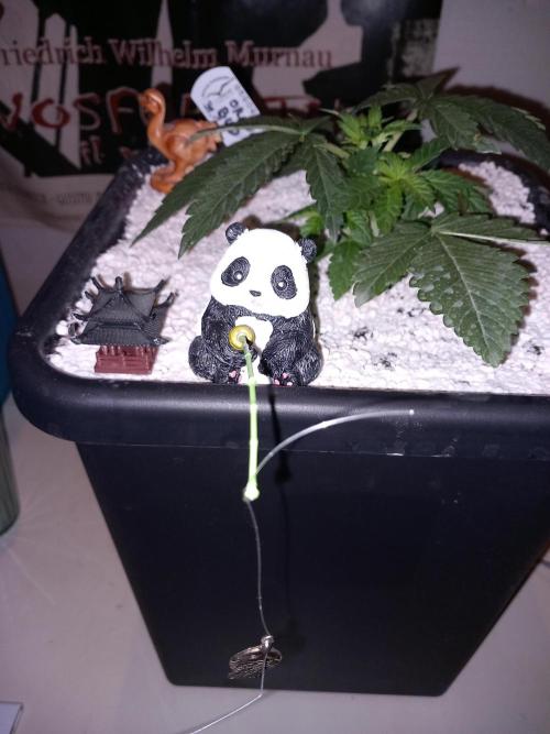 Orange Bud 2.0 Dutch Passion. Week 2