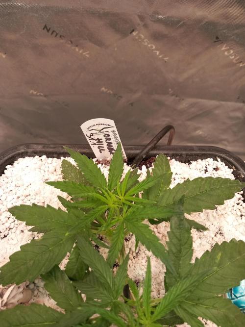 Orange Hill Special Dutch Passion. Week 2