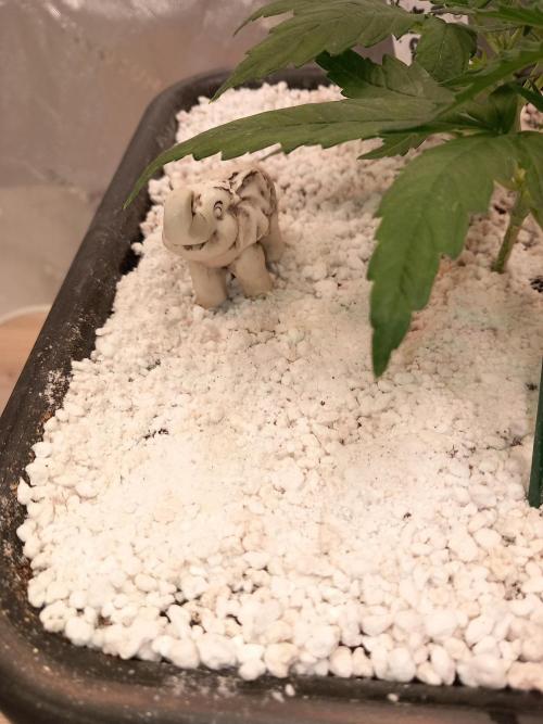 Orange Hill Special Dutch Passion. Week 2