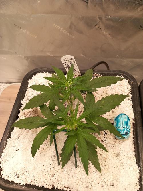 Orange Hill Special Dutch Passion. Week 2