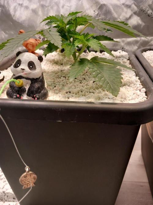 Orange Bud 2.0 Dutch Passion. Week 3