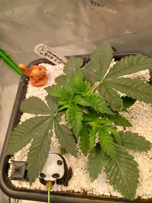 Orange Bud 2.0 Dutch Passion. Week 3