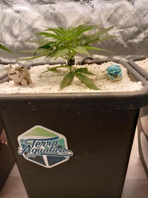 Orange Hill Special Dutch Passion. Week 3