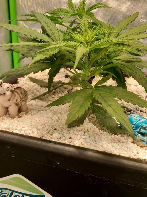 Orange Hill Special Dutch Passion. Week 3