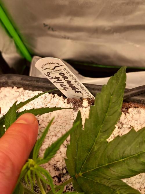 Orange Hill Special Dutch Passion. Week 3