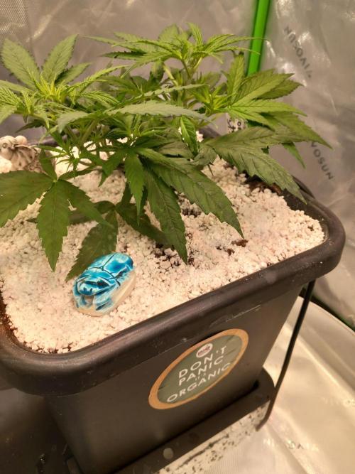 Orange Hill Special Dutch Passion. Week 3