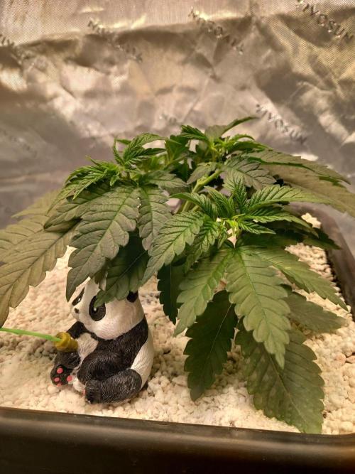 Orange Bud 2.0 Dutch Passion. Week 3 - Panda iz watching and fishing