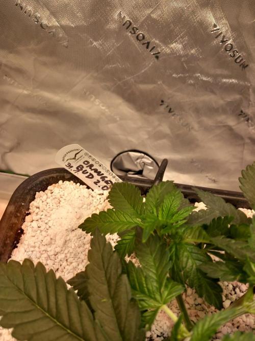 Orange Bud 2.0 Dutch Passion. Week 3