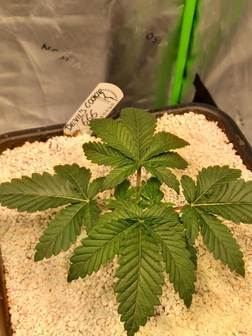 The Devil's Cookie One. Week 2 - Nice green color