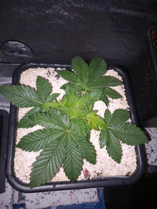 The Devil's Cookie One. Week 3