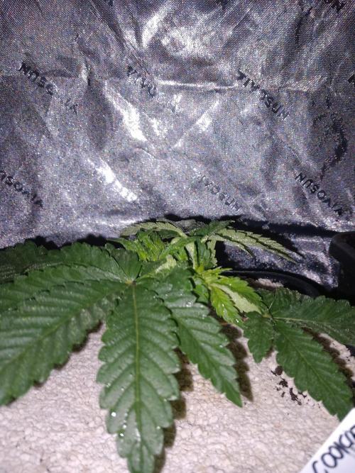 The Devil's Cookie One. Week 3
