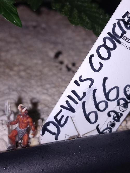 The Devil's Cookie One. Week 3