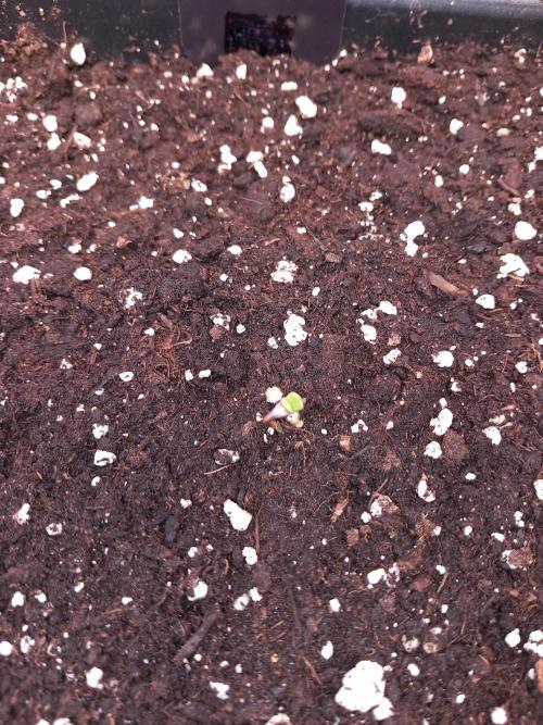 Triple G Automatic. Week 0 - Tiny little thing