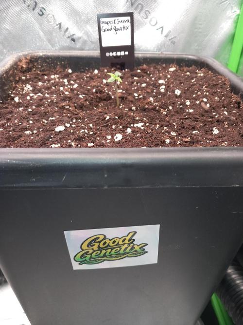 Triple G Automatic. Week 1