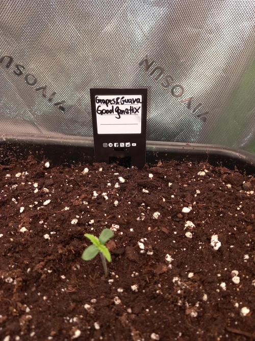 Triple G Automatic. Week 1