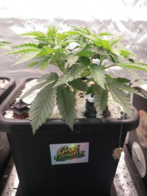 Orange Bud 2.0 Dutch Passion. Week 4