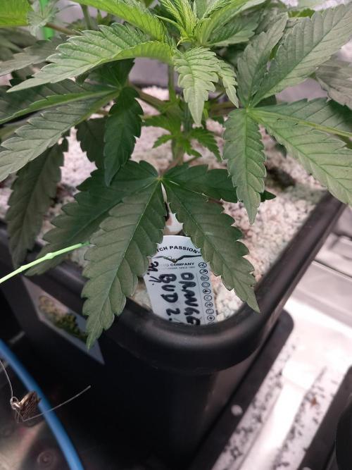 Orange Bud 2.0 Dutch Passion. Week 4