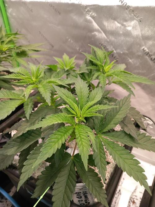 Orange Bud 2.0 Dutch Passion. Week 4