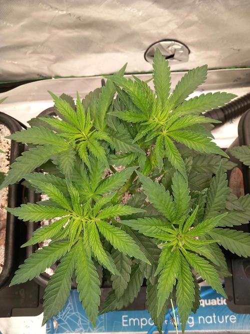 Orange Bud 2.0 Dutch Passion. Week 4