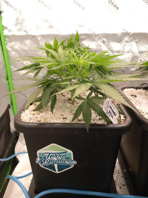 Orange Hill Special Dutch Passion. Week 4