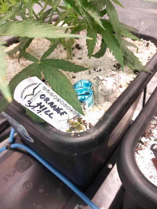 Orange Hill Special Dutch Passion. Week 4