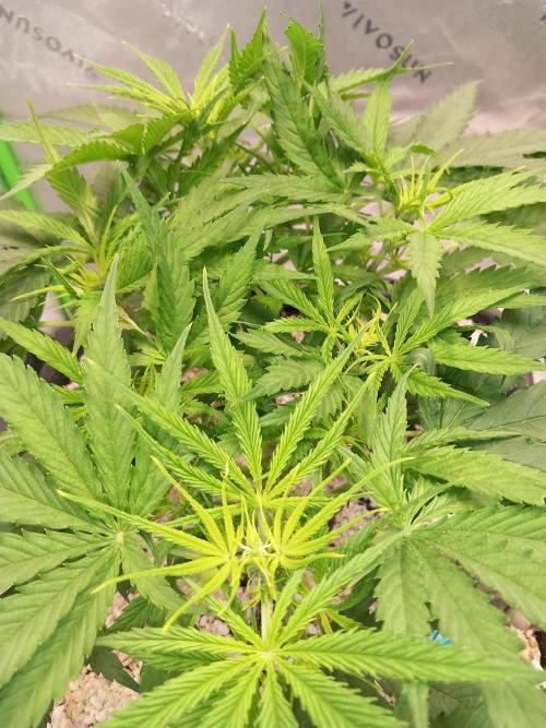 Orange Hill Special Dutch Passion. Week 4