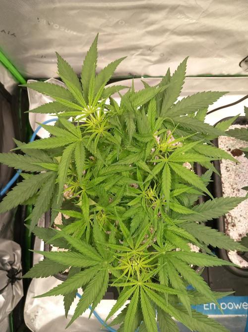 Orange Hill Special Dutch Passion. Week 4