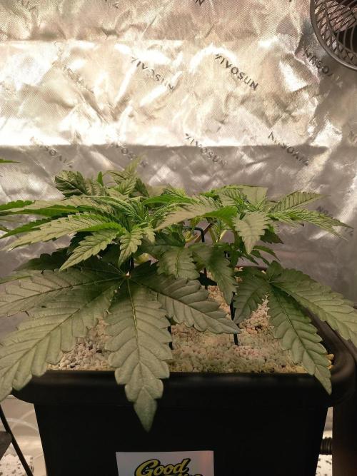 The Devil's Cookie One. Week 4