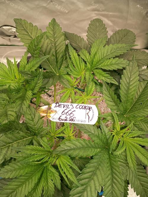 The Devil's Cookie One. Week 4