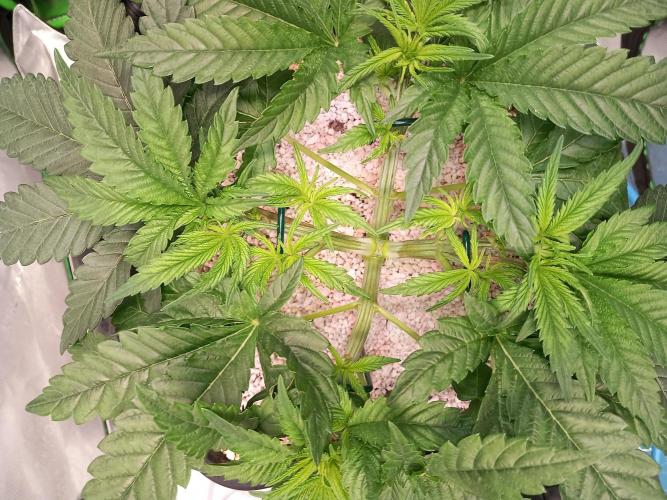 The Devil's Cookie One. Week 4